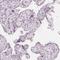 Glutamate Rich 5 antibody, HPA027233, Atlas Antibodies, Immunohistochemistry frozen image 