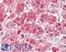 Aldh3 antibody, LS-C446329, Lifespan Biosciences, Immunohistochemistry frozen image 