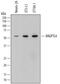 Angiopoietin Like 6 antibody, MA5-24370, Invitrogen Antibodies, Western Blot image 