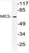 NADP-dependent malic enzyme, mitochondrial antibody, AP21077PU-N, Origene, Western Blot image 