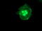 Leucine carboxyl methyltransferase 1 antibody, TA503124, Origene, Immunofluorescence image 