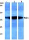 Mitochondrially Encoded NADH:Ubiquinone Oxidoreductase Core Subunit 1 antibody, PA5-36493, Invitrogen Antibodies, Western Blot image 