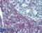 Intercellular Adhesion Molecule 3 antibody, LS-C204859, Lifespan Biosciences, Immunohistochemistry paraffin image 
