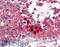 Clusterin antibody, LS-B2852, Lifespan Biosciences, Immunohistochemistry frozen image 