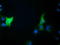 COBW Domain Containing 1 antibody, TA501615, Origene, Immunofluorescence image 