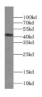 Septin 5 antibody, FNab07724, FineTest, Western Blot image 