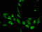 Krueppel-like factor 2 antibody, orb52270, Biorbyt, Immunofluorescence image 
