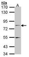 Nuclear RNA Export Factor 1 antibody, GTX102063, GeneTex, Western Blot image 