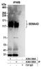 Semaphorin 4D antibody, A304-395A, Bethyl Labs, Immunoprecipitation image 
