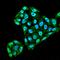 EndoPDI antibody, orb99079, Biorbyt, Immunofluorescence image 