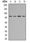 DAO antibody, abx141825, Abbexa, Western Blot image 