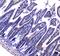 Galectin 3 Binding Protein antibody, PA5-79597, Invitrogen Antibodies, Immunohistochemistry frozen image 