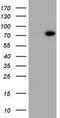 HBS1-like protein antibody, TA800552BM, Origene, Western Blot image 