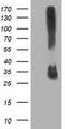 Potassium Channel Tetramerization Domain Containing 14 antibody, CF502655, Origene, Western Blot image 