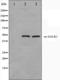 Galactokinase 1 antibody, orb224649, Biorbyt, Western Blot image 
