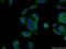 2'-5'-Oligoadenylate Synthetase 1 antibody, 14955-1-AP, Proteintech Group, Immunofluorescence image 