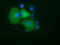 Protein Kinase D2 antibody, TA501648, Origene, Immunofluorescence image 
