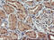 1-Acylglycerol-3-Phosphate O-Acyltransferase 5 antibody, LS-C173664, Lifespan Biosciences, Immunohistochemistry frozen image 