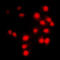 Cyclin-A1 antibody, LS-C353107, Lifespan Biosciences, Immunofluorescence image 