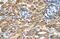 Stromal Cell Derived Factor 2 antibody, NBP1-58376, Novus Biologicals, Immunohistochemistry frozen image 