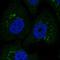 Coagulation Factor III, Tissue Factor antibody, HPA069132, Atlas Antibodies, Immunofluorescence image 