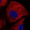 DTW Domain Containing 2 antibody, HPA054864, Atlas Antibodies, Immunofluorescence image 