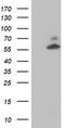 Protein kinase B antibody, TA504232S, Origene, Western Blot image 