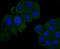 Complement Factor H antibody, NBP2-66999, Novus Biologicals, Immunofluorescence image 