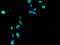 Major Histocompatibility Complex, Class I, G antibody, A53328-100, Epigentek, Immunofluorescence image 