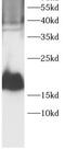 Eukaryotic Translation Initiation Factor 4E Binding Protein 1 antibody, FNab10339, FineTest, Western Blot image 