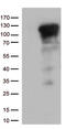 Nuclear Factor Kappa B Subunit 1 antibody, TA813232, Origene, Western Blot image 