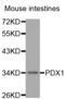 Pancreatic And Duodenal Homeobox 1 antibody, abx002213, Abbexa, Western Blot image 