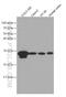 15-PGDH antibody, 66798-1-Ig, Proteintech Group, Western Blot image 