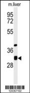 Ethylmalonyl-CoA Decarboxylase 1 antibody, 64-053, ProSci, Western Blot image 