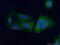 Fibulin 5 antibody, 60081-1-Ig, Proteintech Group, Immunofluorescence image 