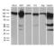 Zinc Fingers And Homeoboxes 2 antibody, LS-C795554, Lifespan Biosciences, Western Blot image 