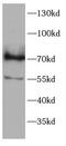 Interferon Regulatory Factor 7 antibody, FNab10268, FineTest, Western Blot image 