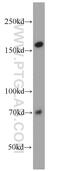 Condensin-2 complex subunit D3 antibody, 16828-1-AP, Proteintech Group, Western Blot image 