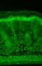 Hypoxia-inducible factor 1-alpha antibody, SMC-184D-P594, StressMarq, Immunohistochemistry frozen image 