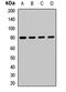 PC4 And SFRS1 Interacting Protein 1 antibody, orb412748, Biorbyt, Western Blot image 