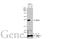 BCL2 Associated Athanogene 2 antibody, GTX102406, GeneTex, Western Blot image 