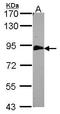 Echinoderm microtubule-associated protein-like 1 antibody, TA308616, Origene, Western Blot image 