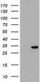 Potassium Channel Tetramerization Domain Containing 14 antibody, TA502526S, Origene, Western Blot image 