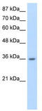 Heterogeneous Nuclear Ribonucleoprotein A1 Like 2 antibody, TA345730, Origene, Western Blot image 