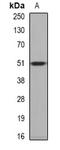 PPOX antibody, orb341066, Biorbyt, Western Blot image 