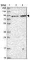 Ring Finger Protein 214 antibody, PA5-58739, Invitrogen Antibodies, Western Blot image 