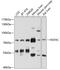 HGF Activator antibody, 13-438, ProSci, Western Blot image 
