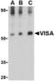 Mitochondrial Antiviral Signaling Protein antibody, TA306400, Origene, Western Blot image 