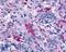 G Protein-Coupled Receptor 45 antibody, LS-A1228, Lifespan Biosciences, Immunohistochemistry paraffin image 