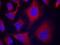 Adducin 1 antibody, GTX50230, GeneTex, Immunofluorescence image 
